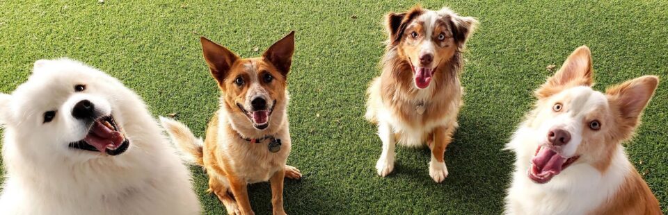 Four happy dogs sitting on grass.