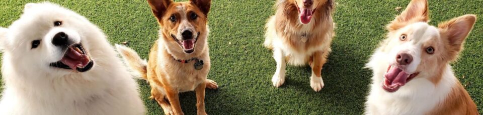 Four happy dogs sitting on grass.
